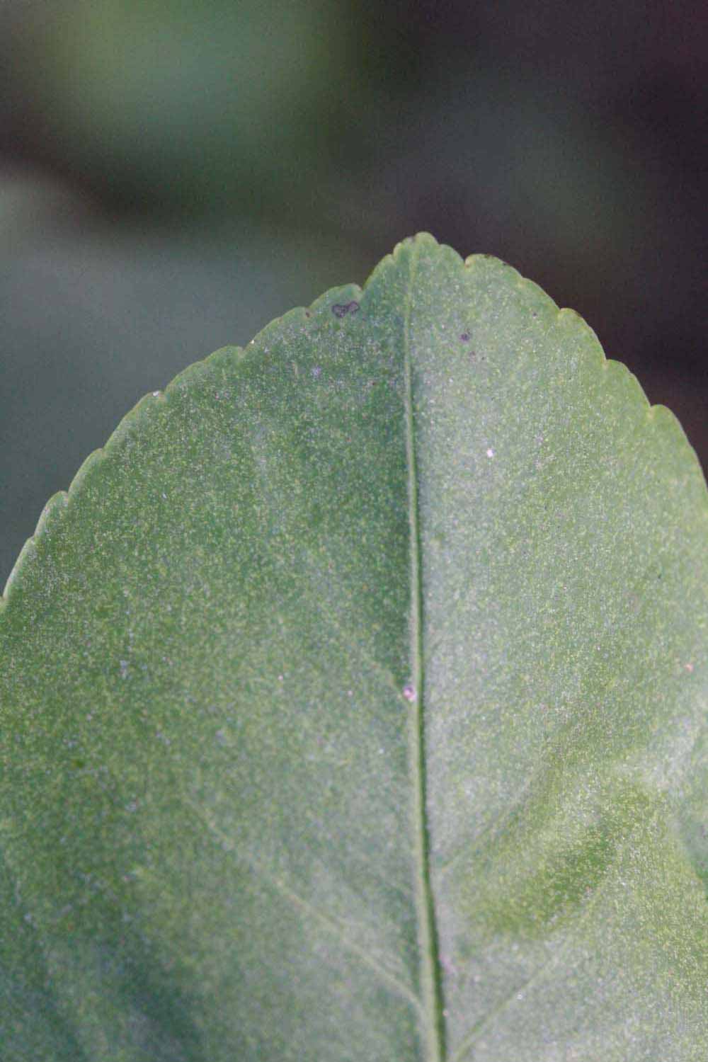              Margin (Riverside, CA)       